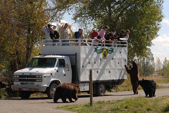 Things to do in Idaho Falls - visit Bear World