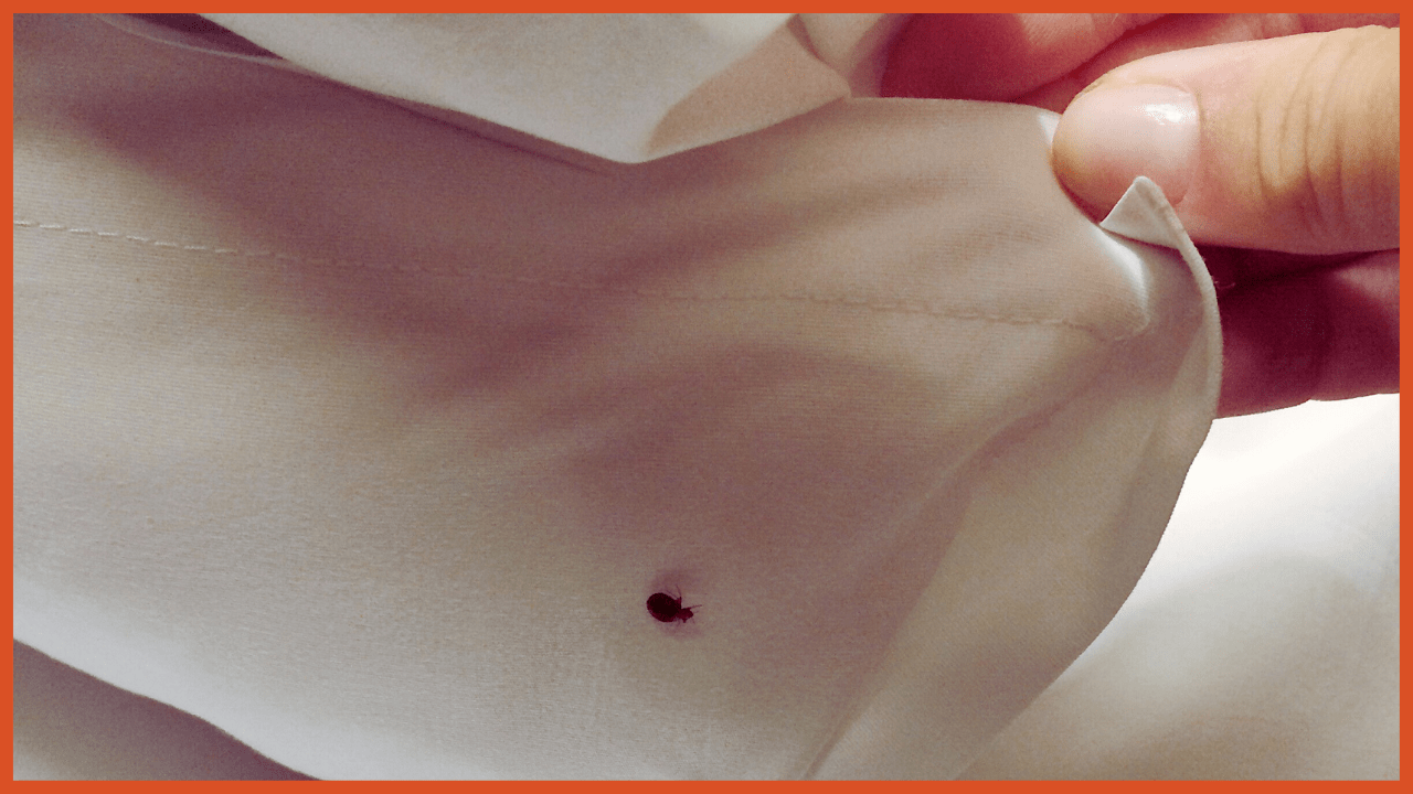 Debunking Bed Bug Myths: Separating Fact from Fiction